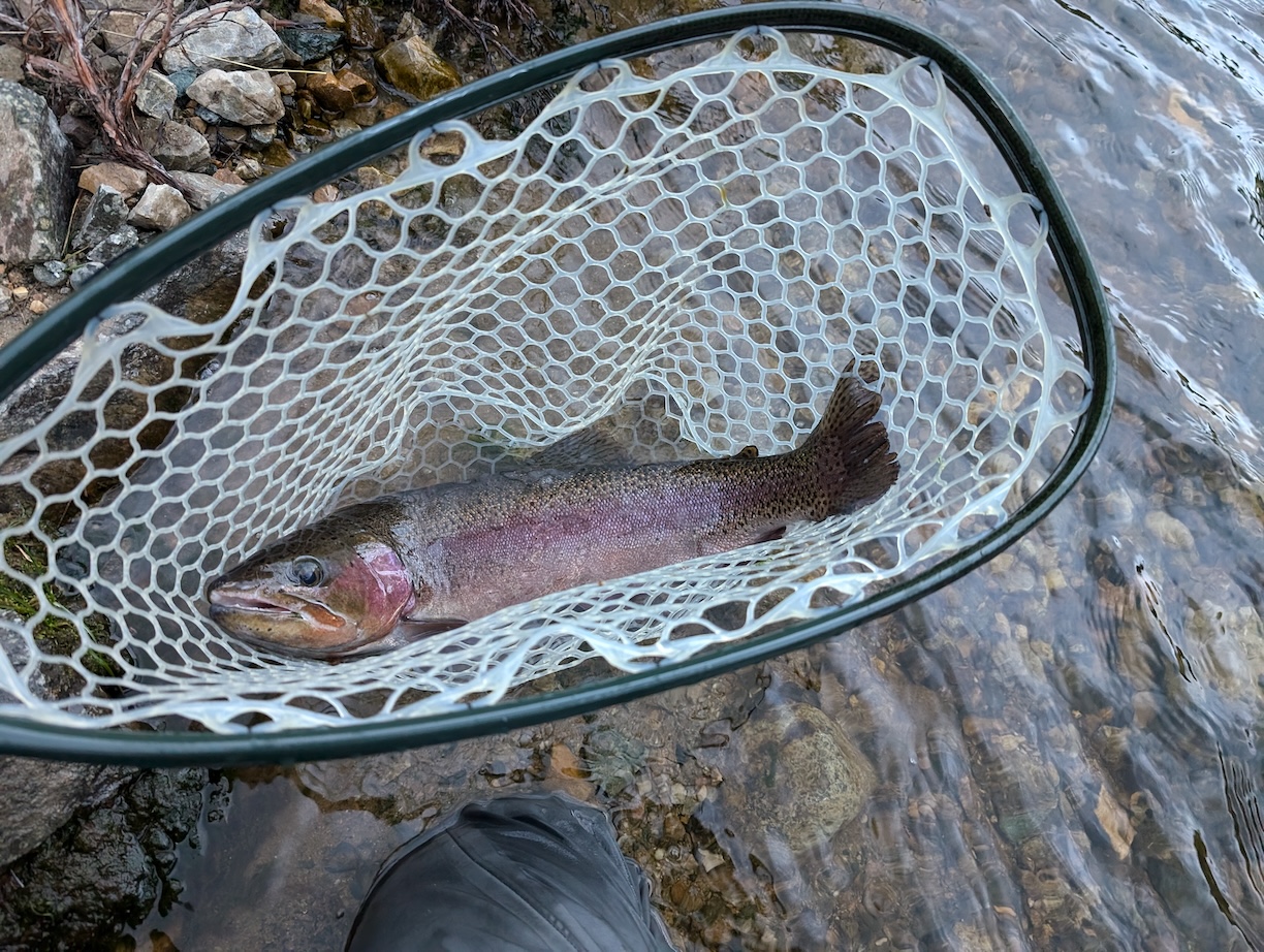 Rainbow Trout
